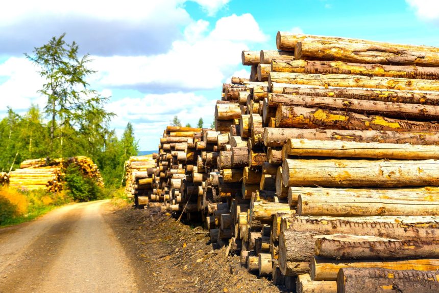 Bogota y Cundinamarca consumen el 40  de la madera del pais gran parte de origen ilegal